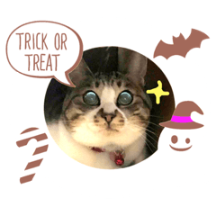 [LINEスタンプ] ハロウィン気分のネコ
