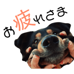 [LINEスタンプ] らるごstamp