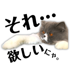 [LINEスタンプ] ねこのメイ