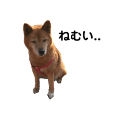 [LINEスタンプ] ワラビーの日常