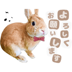 [LINEスタンプ] うさぎのモカちゃん ❤︎