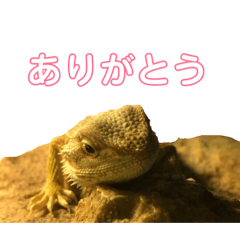 [LINEスタンプ] フトアゴヒゲトカゲ(Tex1)