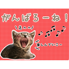 [LINEスタンプ] 預かりボラと保護猫達