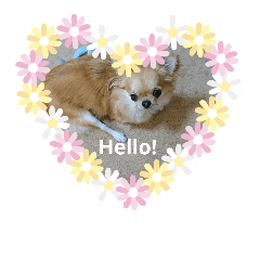 [LINEスタンプ] チワワのLilyとうさぎのmimi