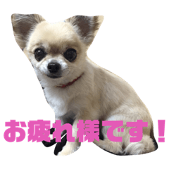[LINEスタンプ] くぅちゃんとわぁちゃん