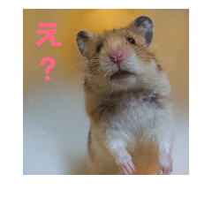 [LINEスタンプ] ゴールデンハムさん