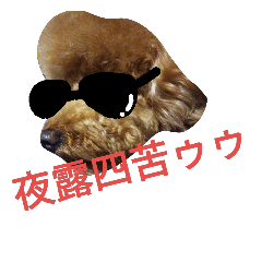 [LINEスタンプ] トイプードル幸太3