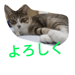 [LINEスタンプ] カワイイ猫たち（会話編）