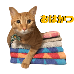 [LINEスタンプ] かつおとわかめ②〜かつお編〜