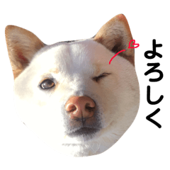 [LINEスタンプ] 柴犬にこちゃんあいさつスタンプ