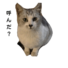 [LINEスタンプ] クールにゃんてぃー