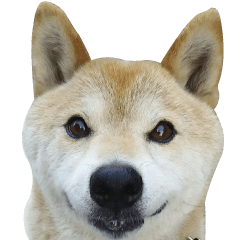 [LINEスタンプ] 柴犬 太郎