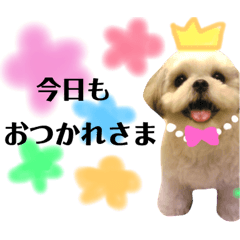 [LINEスタンプ] シーズー♡coco