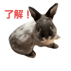 [LINEスタンプ] 可愛いチビ丸スタンプ
