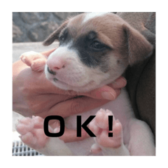 [LINEスタンプ] 動物達の日常1