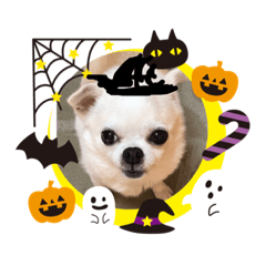 [LINEスタンプ] チワワのCocoa のハロウィン