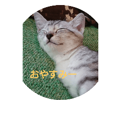 [LINEスタンプ] feeling a cats