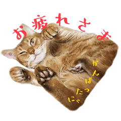 [LINEスタンプ] アビシニアンのスタンプ