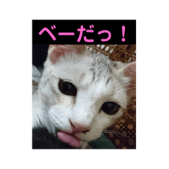 [LINEスタンプ] ニャンコ自宅警備隊