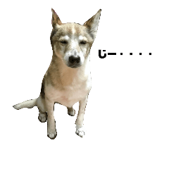 [LINEスタンプ] ミックス犬、ワンコスタンプ