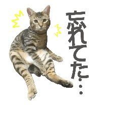 [LINEスタンプ] 愛猫がシンプルに気持ちを伝える