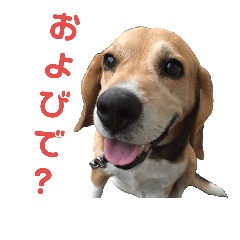 [LINEスタンプ] ビーグル犬 エルくん
