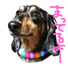 [LINEスタンプ] ミニチュアダックスのぼんぼん