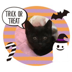 [LINEスタンプ] 黒猫 ハロウィン