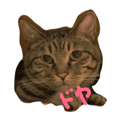 [LINEスタンプ] わが家のニャンズ達