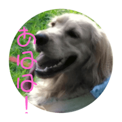 [LINEスタンプ] Lunaっちだよ〜。