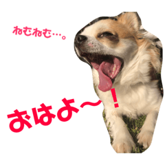 [LINEスタンプ] ロンくん