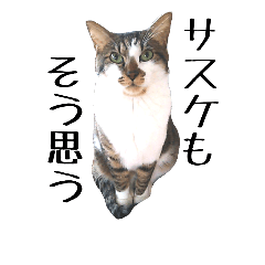 [LINEスタンプ] キジシロ猫サスケⅥ