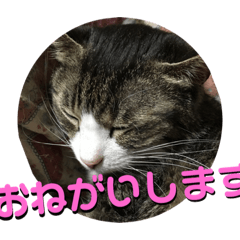 [LINEスタンプ] 使えるネコの敬語