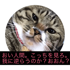 [LINEスタンプ] 猫の左之助