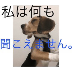 [LINEスタンプ] 私の日常より