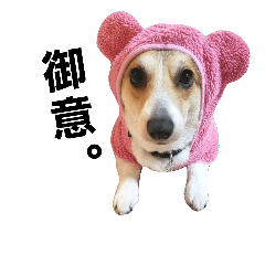 [LINEスタンプ] コーギーのよっつー お仕事ver