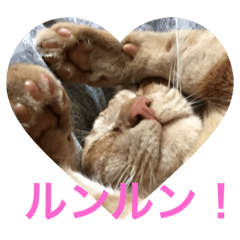 [LINEスタンプ] 今日は猫の日