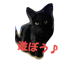 [LINEスタンプ] カカ(黒猫)感情2