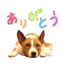 [LINEスタンプ] バセンジーの2日目。