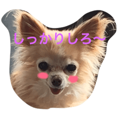 [LINEスタンプ] チワワのまろん