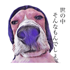 [LINEスタンプ] とびだせこむぎ（ビーグル犬）すたんぷ。