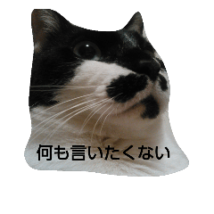 [LINEスタンプ] 猫の小豆