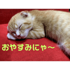 [LINEスタンプ] キキとテン