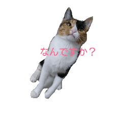 [LINEスタンプ] mokyuko