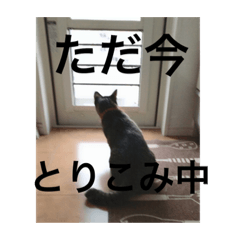 [LINEスタンプ] 日常使える犬猫スタンプ