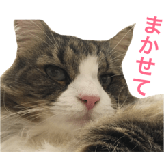 [LINEスタンプ] ねこのつゆ 第2弾