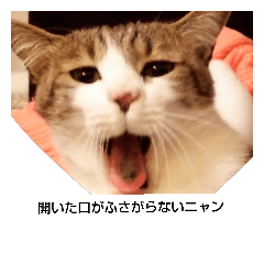 [LINEスタンプ] 猫工房24