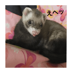 [LINEスタンプ] 我が家の小動物