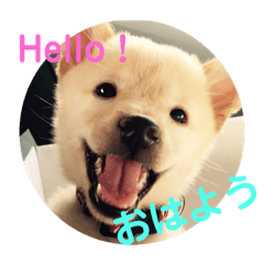 [LINEスタンプ] 豆柴アムくん