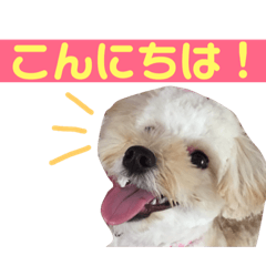 [LINEスタンプ] マルプーのアナ